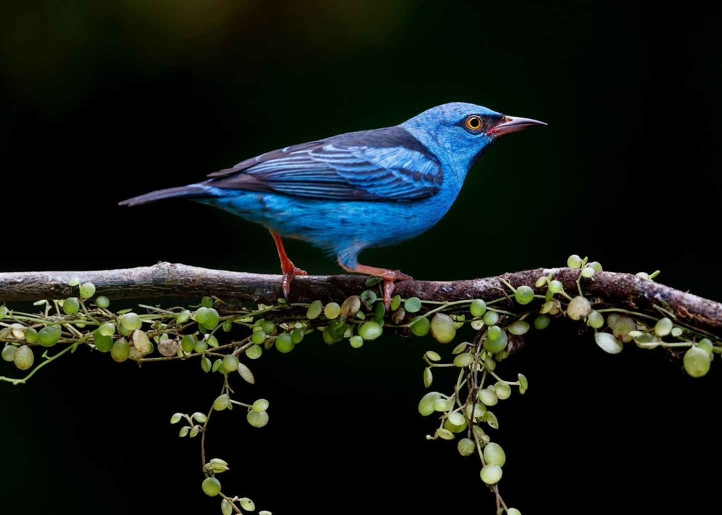 DACNIS AZUL